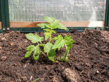 Tomato seedlings in a greenhouse. Greenhouse seedlings.