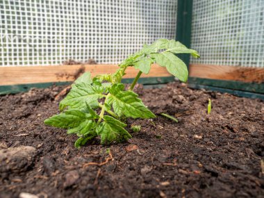 Tomato seedlings in a greenhouse. Greenhouse seedlings.