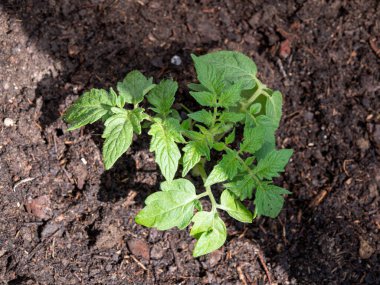 Serada domates fideleri. Sera fideleri.