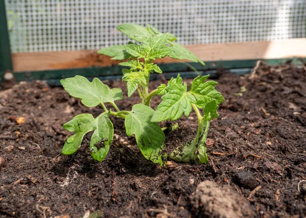 温室内のトマトの苗 温室苗 — ストック写真