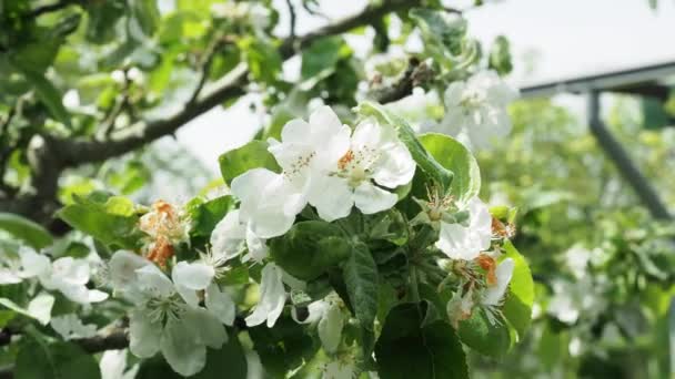 Flowering branches of an apple tree. Apple tree flowers. — Wideo stockowe
