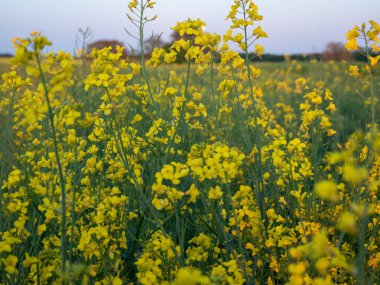 Sarı kolza tohumu tarlası. Gün batımında kanola tarlası.