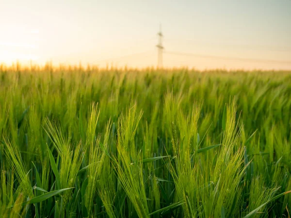 Field Young Wheat Sunset Green Ears Wheat — Stock Photo, Image