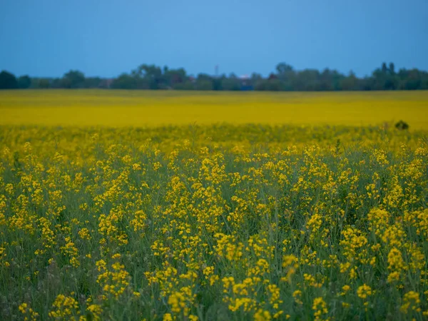 Поле Жовтого Ріпаку Поле Каноли Заході Сонця — стокове фото