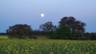 Moon above the trees. Full moon in the sky.