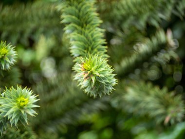 Şili Araucaria, ayrıca Andenfir, Şili Spruce, Yılan Ağacı, Kaya Ladini, Maymun Kuyruğu, Şili Süslü Maymun Ağacı veya Yapboz Ağacı olarak da bilinir..