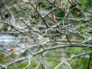 Ağda kurumuş çalı. Ağdaki ağaç