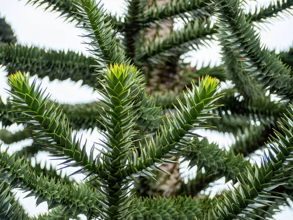 Şili Araucaria Ayrıca Andenfir Şili Spruce Yılan Ağacı Kaya Ladini — Stok fotoğraf