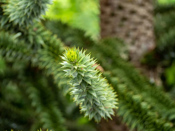 Chilean Araucaria Also Called Andenfir Chilean Spruce Snake Tree Rock — Stock Photo, Image