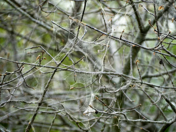 Dried Shrub Web Tree Web — Fotografia de Stock