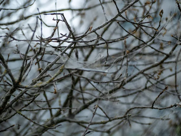 Dried Shrub Web Tree Web — Stockfoto