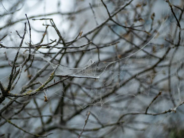 Dried Shrub Web Tree Web — Stockfoto