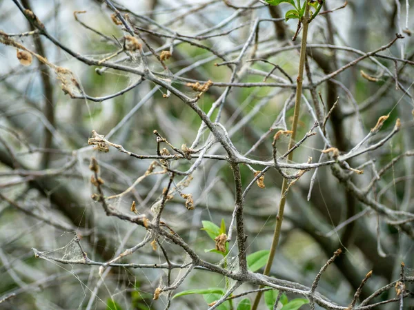 Сушений Чагарник Павутині Дерево Інтернеті — стокове фото