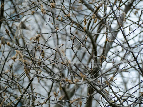 Dried Shrub Web Tree Web — Foto Stock