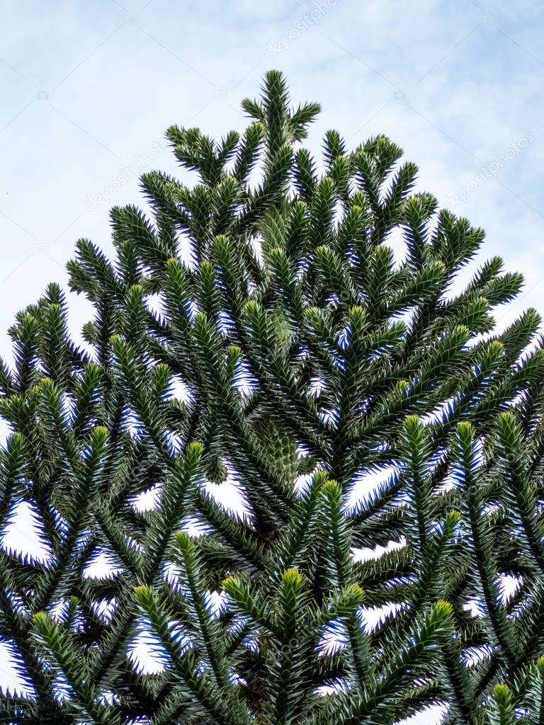 Chilean Araucaria, also called Andenfir, Chilean Spruce, Snake Tree, Rock Spruce, Monkey Tail, Chilean Ornamental Spruce, or Puzzle Monkey Tree.