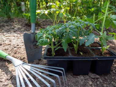 Bir serada domates tohumu. Domates fidanı.