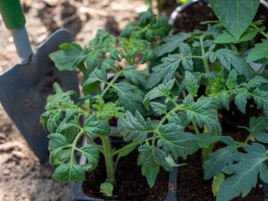 Bir serada domates tohumu. Domates fidanı.