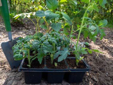 Bir serada domates tohumu. Domates fidanı.