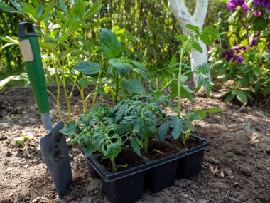 Bir serada domates tohumu. Domates fidanı.