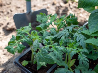 Bir serada domates tohumu. Domates fidanı.