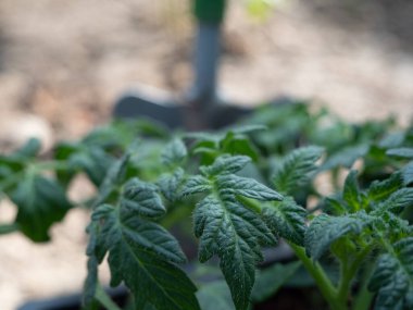 Bir serada domates tohumu. Domates fidanı.