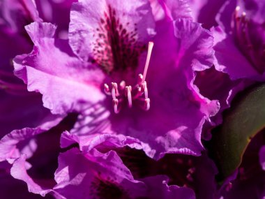 Pembe rhododendron çiçeği yaklaş. rhododendron çiçeği.