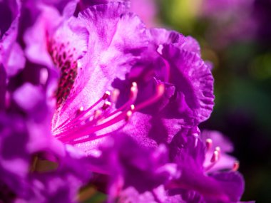 Pembe rhododendron çiçeği yaklaş. rhododendron çiçeği.
