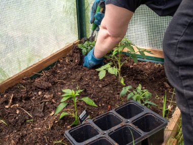 Bir serada domates tohumu. Domates fidanı.