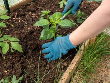 Bir serada kırmızı biber filizleniyor..