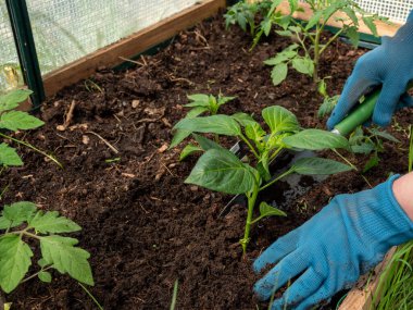 Bir serada kırmızı biber filizleniyor..