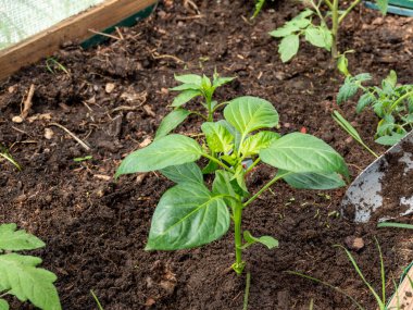 Bir serada kırmızı biber filizleniyor..