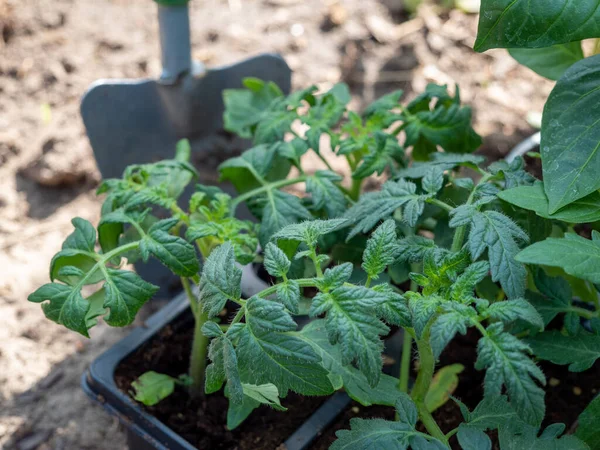 Bir serada domates tohumu. Domates fidanı.