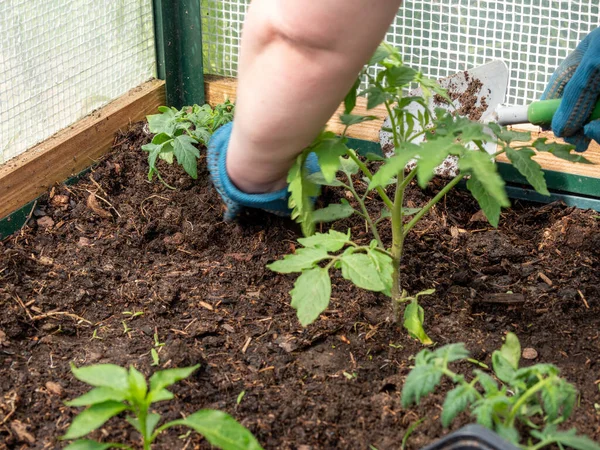 Bir serada domates tohumu. Domates fidanı.