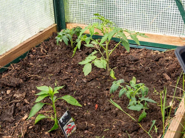 Tomato seedling in a greenhouse. Tomato seedling