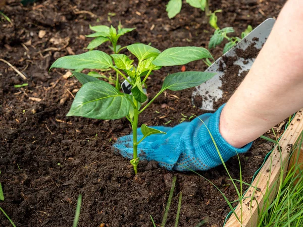 Bir serada kırmızı biber filizleniyor..