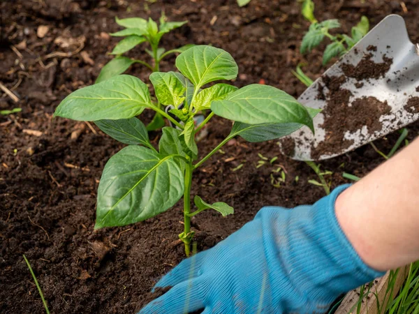 Bir serada kırmızı biber filizleniyor..