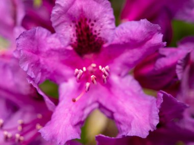 Pembe rhododendron çiçeği yaklaş. makro fotoğrafçılık.