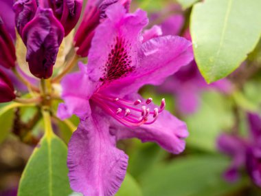 Pembe rhododendron çiçeği yaklaş. makro fotoğrafçılık.