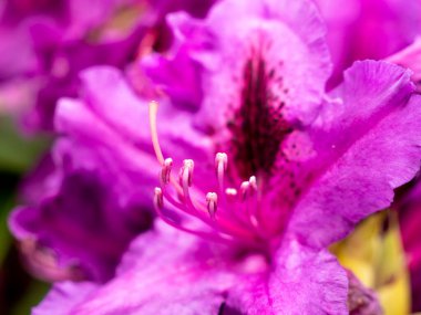 Pembe rhododendron çiçeği yaklaş. makro fotoğrafçılık.