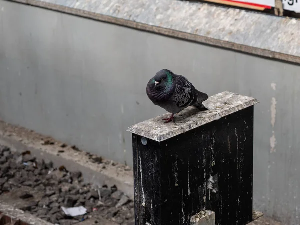 Tauben Bahnhof Tauben Sitzen — Stockfoto