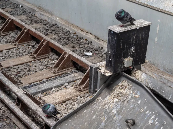 Pombos Estação Ferroviária Pombos Estão Sentados — Fotografia de Stock