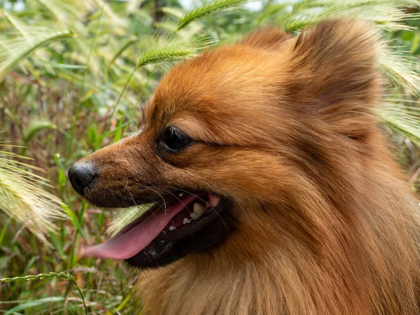 Portret Van Een Rode Spitz Hond Roodstekelig — Stockfoto