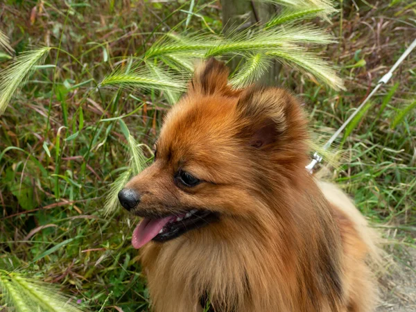 Portret Van Een Rode Spitz Hond Roodstekelig — Stockfoto