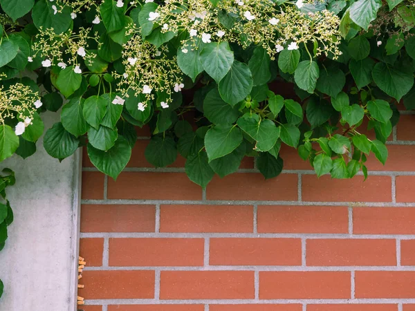 Parede Tijolo Plantas Escalada Cerca Tijolo — Fotografia de Stock