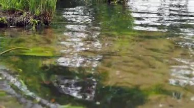 Çamurla kaplanmış deniz kumu üzerinde su yuvarlanıyor. Yüksek kalite 4k görüntü