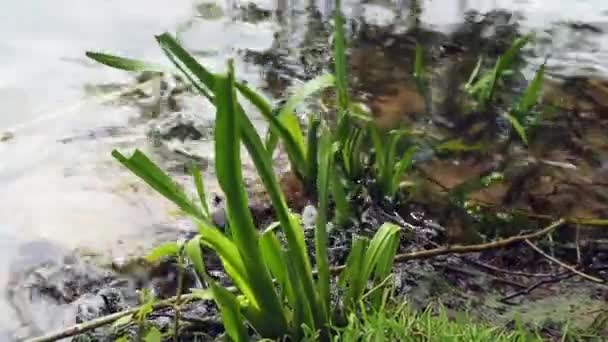 Rolki Wody Piasku Morskim Porośnięte Błotem Wysokiej Jakości Materiał — Wideo stockowe