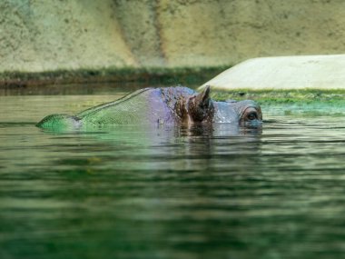 Su aygırı. Su aygırı yaklaşıyor. Sudaki su aygırları.