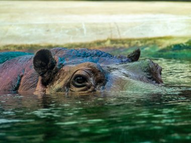 Su aygırı. Su aygırı yaklaşıyor. Sudaki su aygırları.