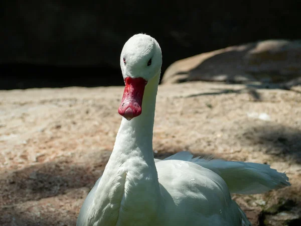 Portrait of a white wild goose. Goose close up.