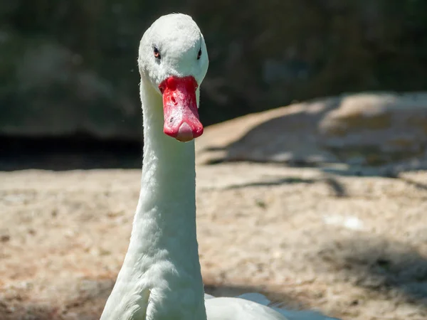 Portrait of a white wild goose. Goose close up.